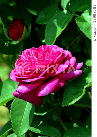 バラの花 12998585