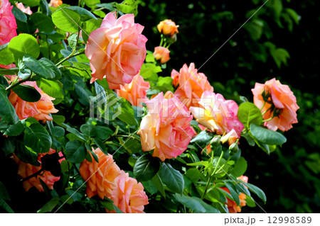 バラの花 バラの花 12998589
