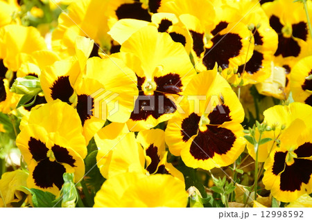 花壇(浮間公園/東京都北区浮間・板橋区船渡) 花壇(浮間公園/東京都北区浮間・板橋区船渡) 12998592