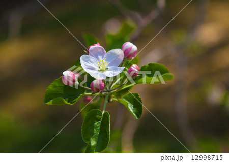 林檎の花-つがる 林檎の花-つがる 12998715