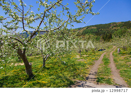 春の林檎畑 春の林檎畑 12998717
