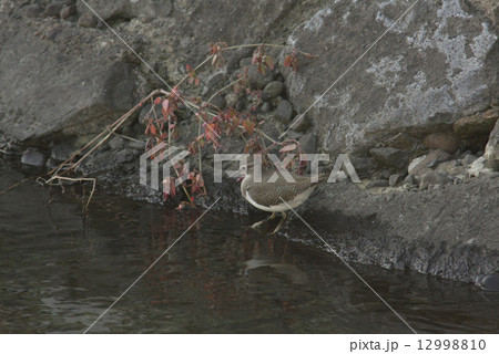 イソシギ 12998810