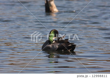 ヨシガモ 12998811