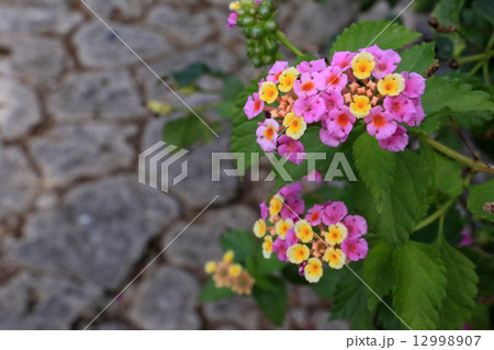 石畳道 石畳道 12998907