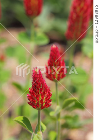 ベニバナツメクサの花 12998935