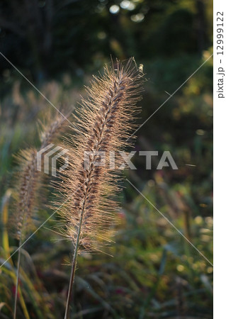 えのころ草 12999122