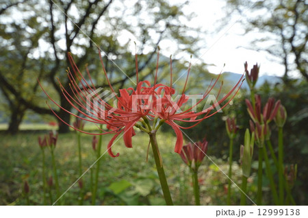 相模原市大島自然の村の９月 12999138