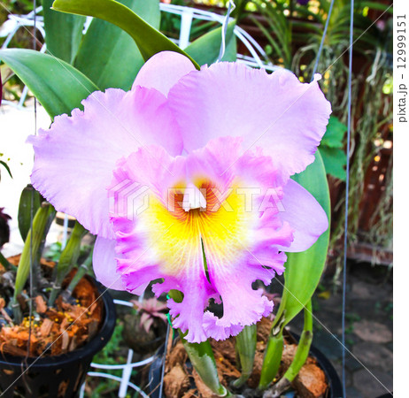 Violet cattleya orchid flower 12999151