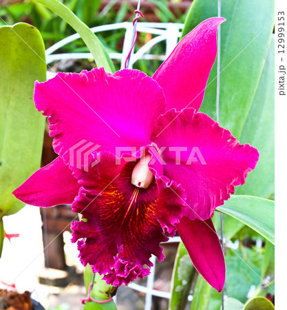 Violet cattleya orchid flower 12999153