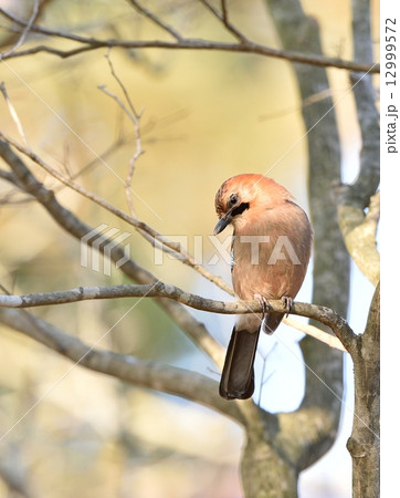 ミヤマカケス 12999572