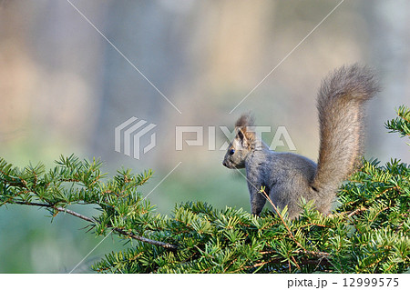 オンコの木の上から見つめるエゾリス 12999575