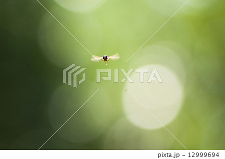森を飛ぶ虫 森を飛ぶ虫 12999694