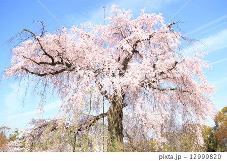 4月京都 円山公園の祇園枝垂桜 12999820