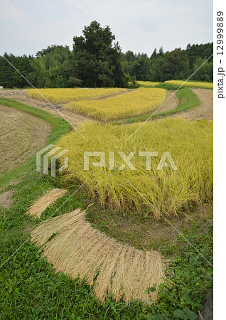 韮崎市神山町の秋は 12999889