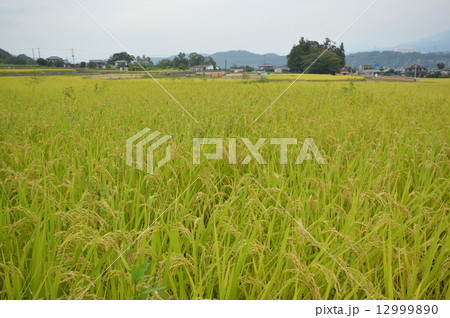 韮崎市神山町の秋は 12999890