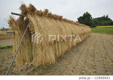 韮崎市神山町の秋は 韮崎市神山町の秋は 12999891