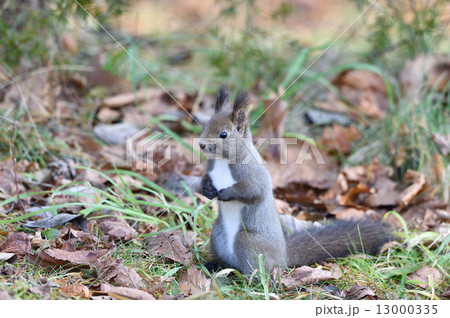 得意のポーズ 得意のポーズ 13000335