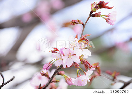 桜 桜 13000766