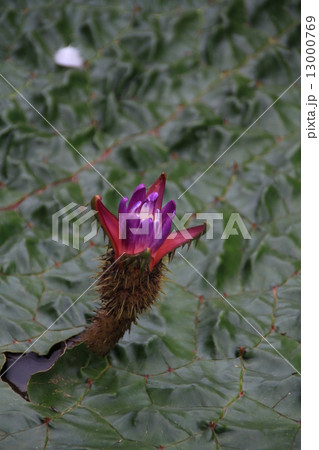 オニハスの花 13000769