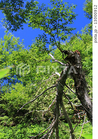 折れた大木 13000912