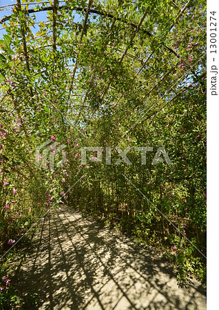 府中市　郷土の森の秋は 13001274