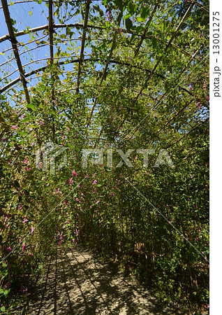 府中市　郷土の森の秋は 13001275