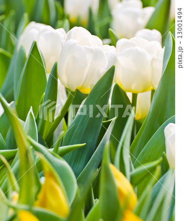 Colorful Tulips in Garden Colorful Tulips in Garden 13001494