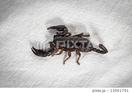 Photo of the scorpion Photo of the scorpion 13001791