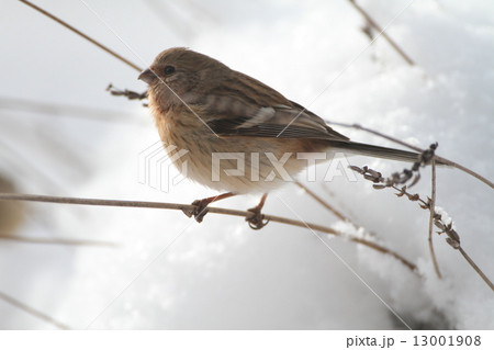 ベニマシコ 13001908