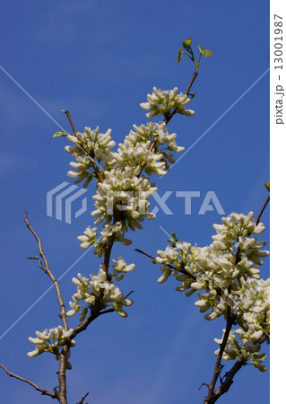 花蘇芳ハナズオウ 花言葉は 豊かな生涯 の写真素材