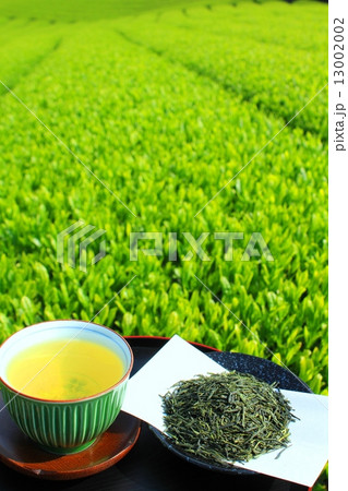 色鮮やかな茶畑と新茶 13002002