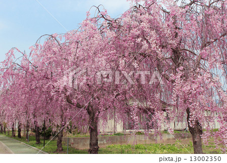 桜　花　風景 13002350
