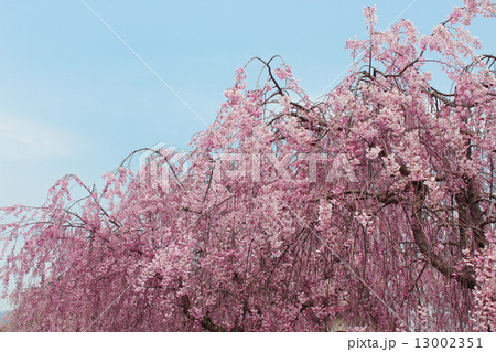 桜 花 風景 桜 花 風景 13002351