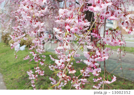 桜 花 風景 桜 花 風景 13002352