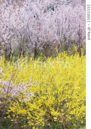 桜 春 風景 桜 春 風景 13002355