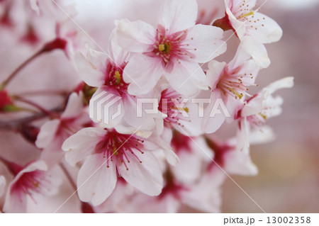 桜 花 風景 桜 花 風景 13002358