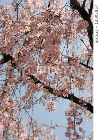 京都市中京区の二条城で撮影。(撮影日/2012年4月18日) 13002807