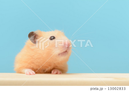 キンクマハムスター 13002833