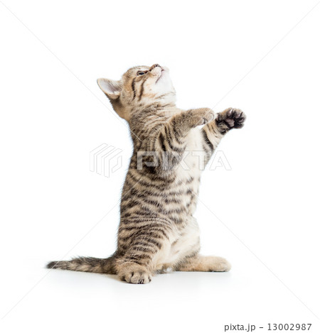 Little striped  kitten looking up 13002987