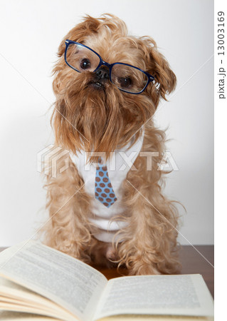 Serious dog in glasses Serious dog in glasses 13003169