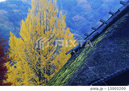 黄葉 黄葉 13003200