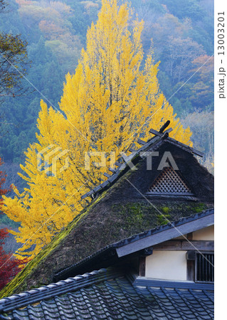 黄葉 黄葉 13003201