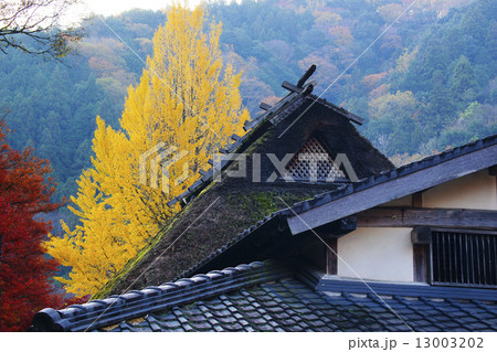 黄葉 黄葉 13003202