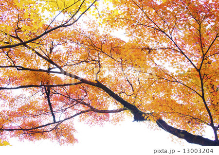 紅葉 紅葉 13003204