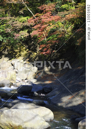 早川と箱根の紅葉 13003692