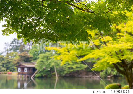 兼六園 - 皐月 13003831