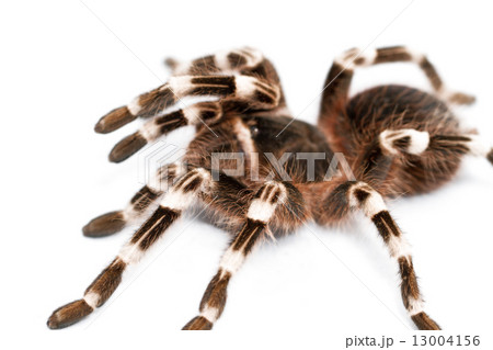 beautiful spider 13004156