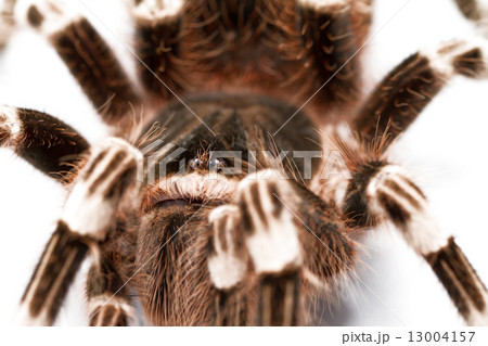 beautiful spider 13004157