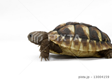 Young turtle on a white background 13004159