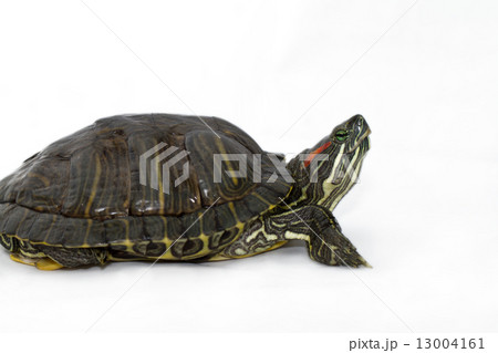 Trachemys scripta elegans 13004161